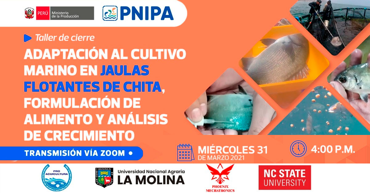 (Taller Virtual) PNIPA: Adaptación al cultivo marino en jaulas flotantes de chita, formulación de alimento