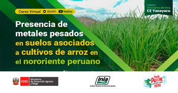 Capacitación online Presencia de metales pesados en suelos asociados a cultivos de arroz en el nororiente peruano