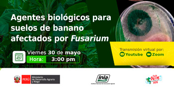  Capacitación online  "Agentes biológicos para suelos de banano afectados por Fusarium"  del INIA