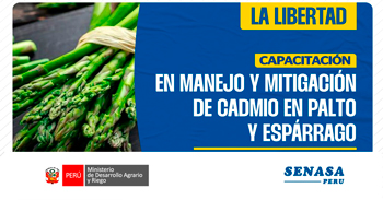  Capacitación presencial "En manejo y mitigación de cadmio en palto y espárrago" de SENASA